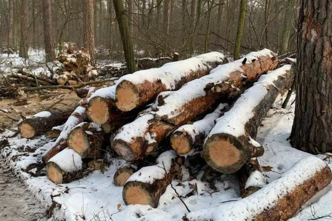 Біличанський ліс почали масово вирубати
