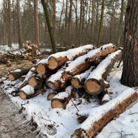 Біличанський ліс почали масово вирубати