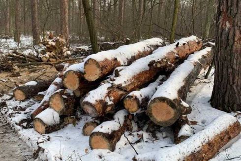 Біличанський ліс почали масово вирубати