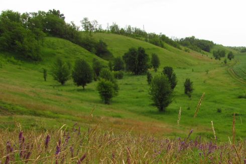 На Київщині створили новий заказник із рідкісними видами тварин і рослин