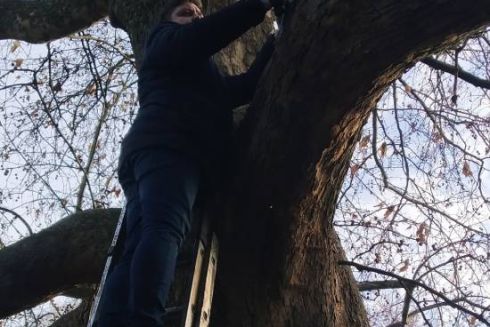 У Київському зоопарку провели лікування вікових дерев: фото