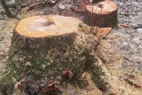 У Київській області масово вирубали дерева в заповідному парку: фото