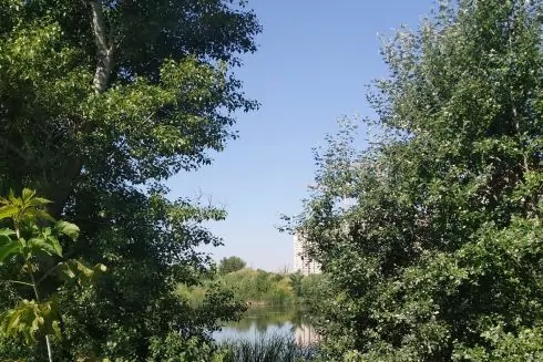 У Києві втричі збільшилися спроби забудови заповідників: що кажуть екологи