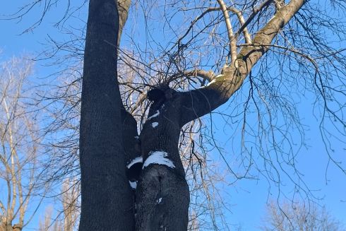 Кияни захистили від вирубки старі дерева у Сквері інтелігентів