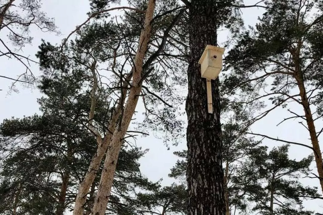 У Києві встановлять більше 200 шпаківень для гніздування птахів