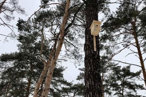 У Києві встановлять більше 200 шпаківень для гніздування птахів