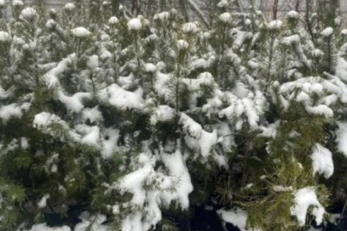 У Києві можна буде безкоштовно отримати саджанці дерев