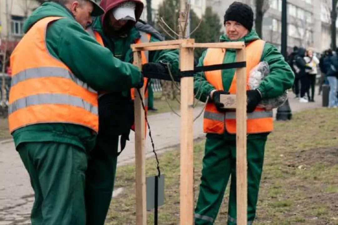 На бульварі Шевченка висадили італійські тополі