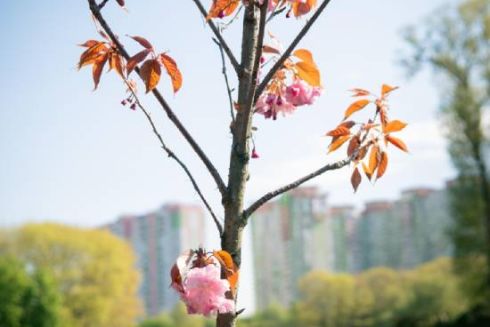 У київському парку &ldquo;Відрадний&rdquo; висадили сакури