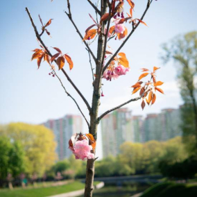 У київському парку “Відрадний” висадили сакури