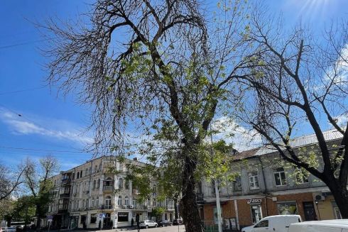 Мешканці Подолу збирають гроші на лікування ясеня
