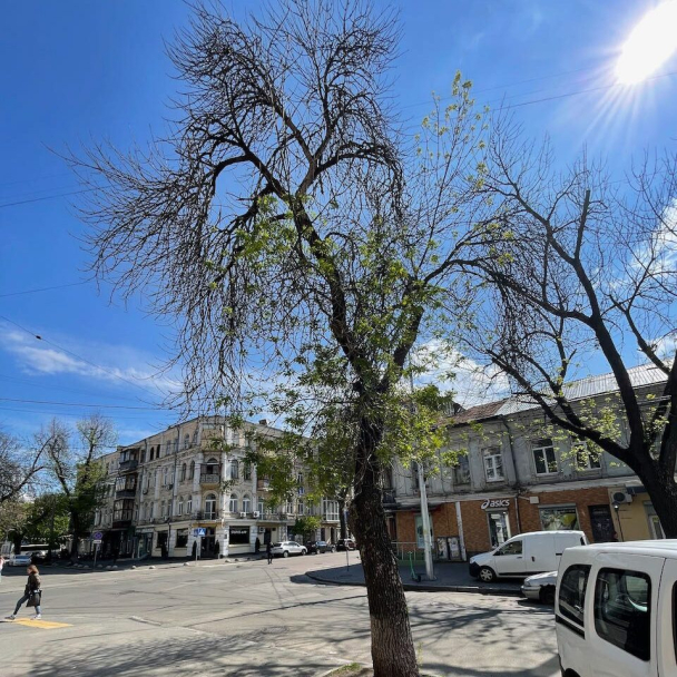 Мешканці Подолу збирають гроші на лікування ясеня