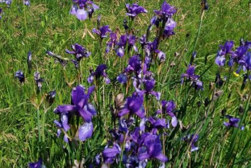 Київська облрада ухвалила створення дев&rsquo;яти нових заповідних об'єктів