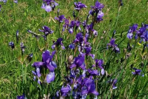 Київська облрада ухвалила створення дев&rsquo;яти нових заповідних об'єктів