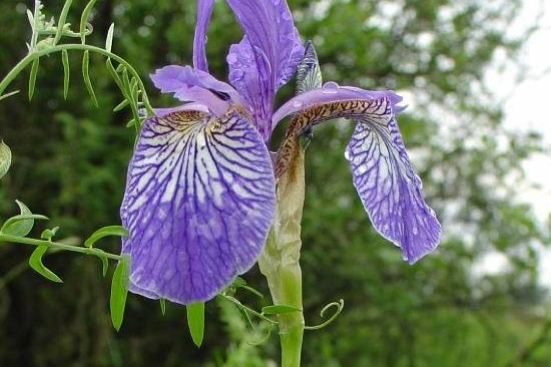 Через будівництво мосту-хвилі знищені червонокнижні рослини на Оболонському острові