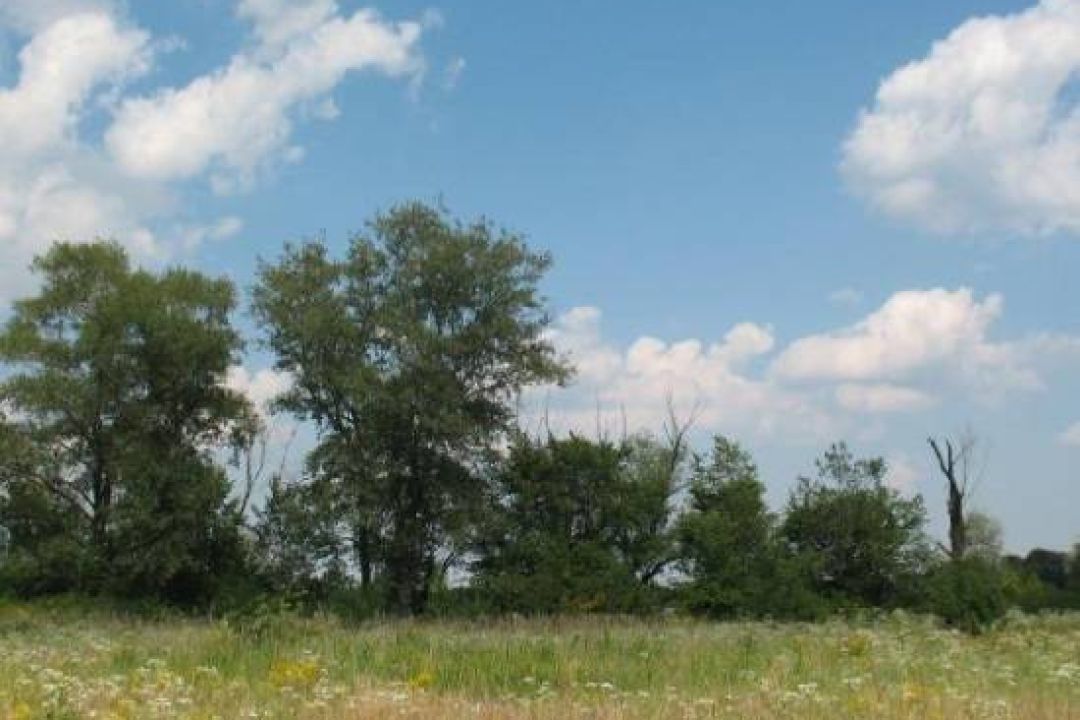 Через будівництво мосту-хвилі завдали збитків заповідній природі на 1,5 млн гривень — екологи