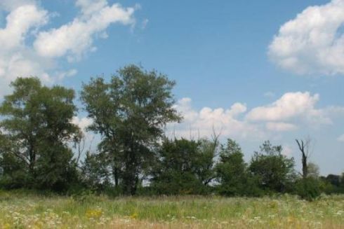 Через будівництво мосту-хвилі завдали збитків заповідній природі на 1,5 млн гривень — екологи