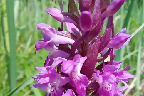 Дивіться, яке поле червонокнижних диких орхідей виявили на Київщині