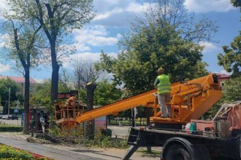 На Подолі &ldquo;Київзеленбуд&rdquo; масово зрізає хворі ясени &mdash; як їх можна врятувати