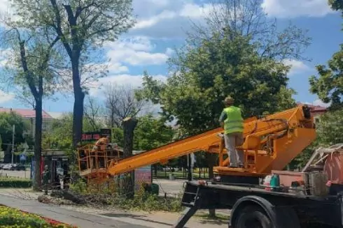 На Подолі &ldquo;Київзеленбуд&rdquo; масово зрізає хворі ясени &mdash; як їх можна врятувати