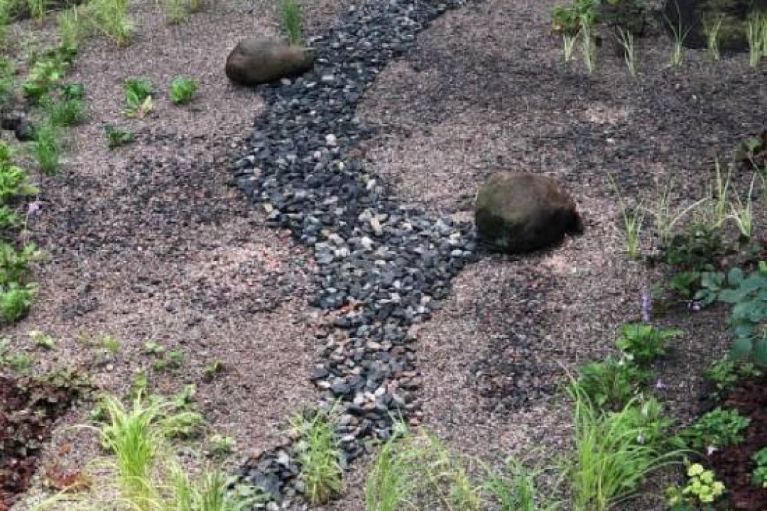 У Дарницькому районі Києва з’явився дощовий садок: як він виглядає