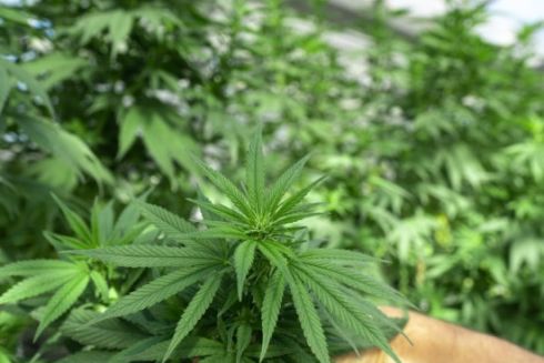 В Україні зареєстрували індустріальний парк, де перероблятимуть коноплі