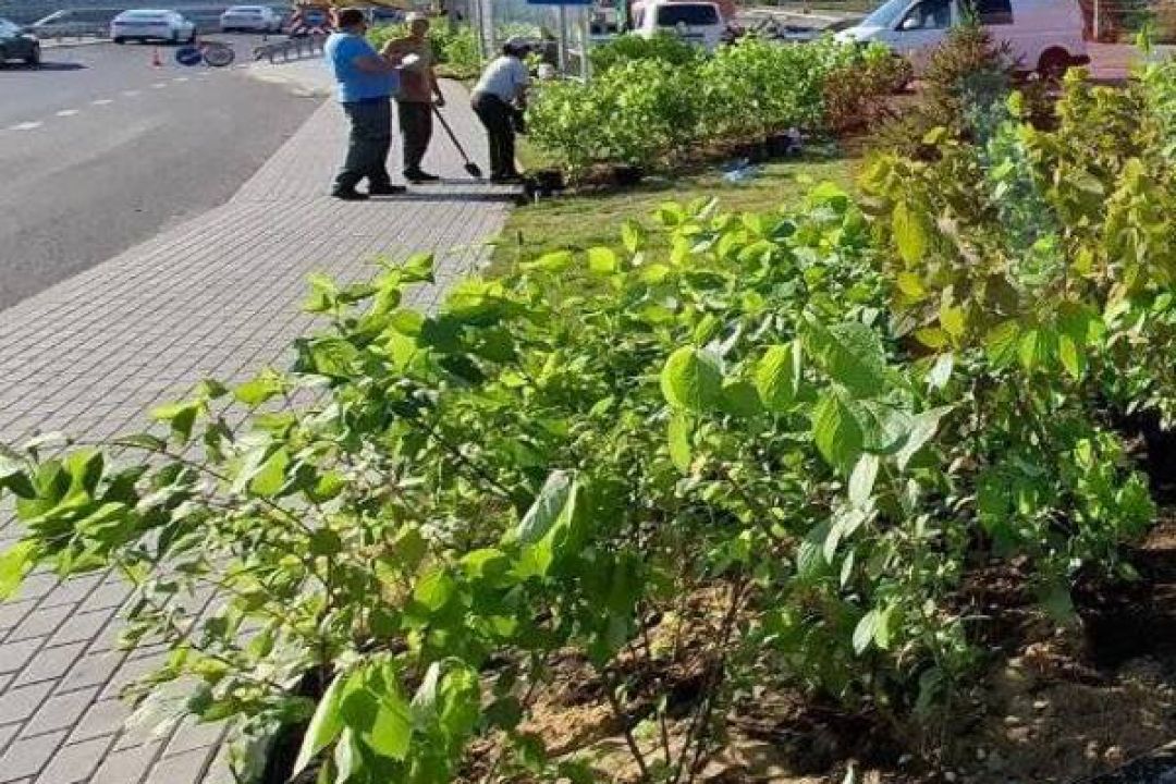 Біля зруйнованого мосту в Романівці встановили лавочки і висадили кущі: фото