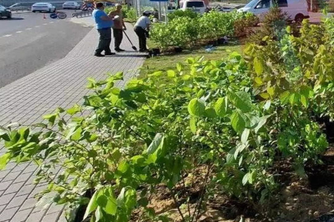 Біля зруйнованого мосту в Романівці встановили лавочки і висадили кущі: фото