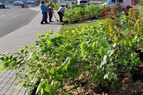 Біля зруйнованого мосту в Романівці встановили лавочки і висадили кущі: фото