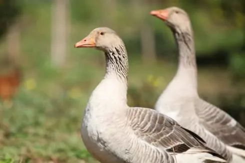 В Україні закриють фабрику, де виробляли фуа-гра