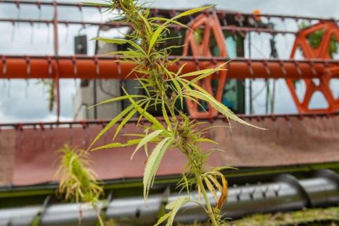 Українські науковці винайшли сорт конопель, з яких можна виробляти бронежилети