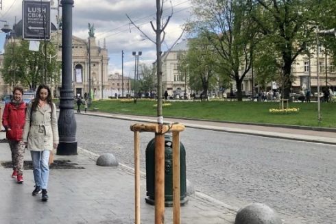 У центрі Львова висадили перші «кліматичні дерева»: чим вони відрізняються від інших