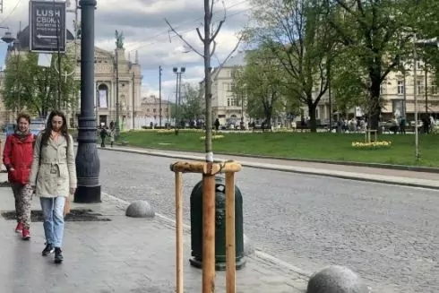 У центрі Львова висадили перші &laquo;кліматичні дерева&raquo;: чим вони відрізняються від інших