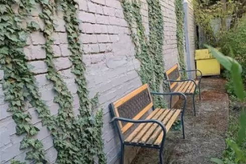 На Подолі орендар будівлі зрізав плющ, висаджений мешканцями будинку, які самотужки привели до ладу двір