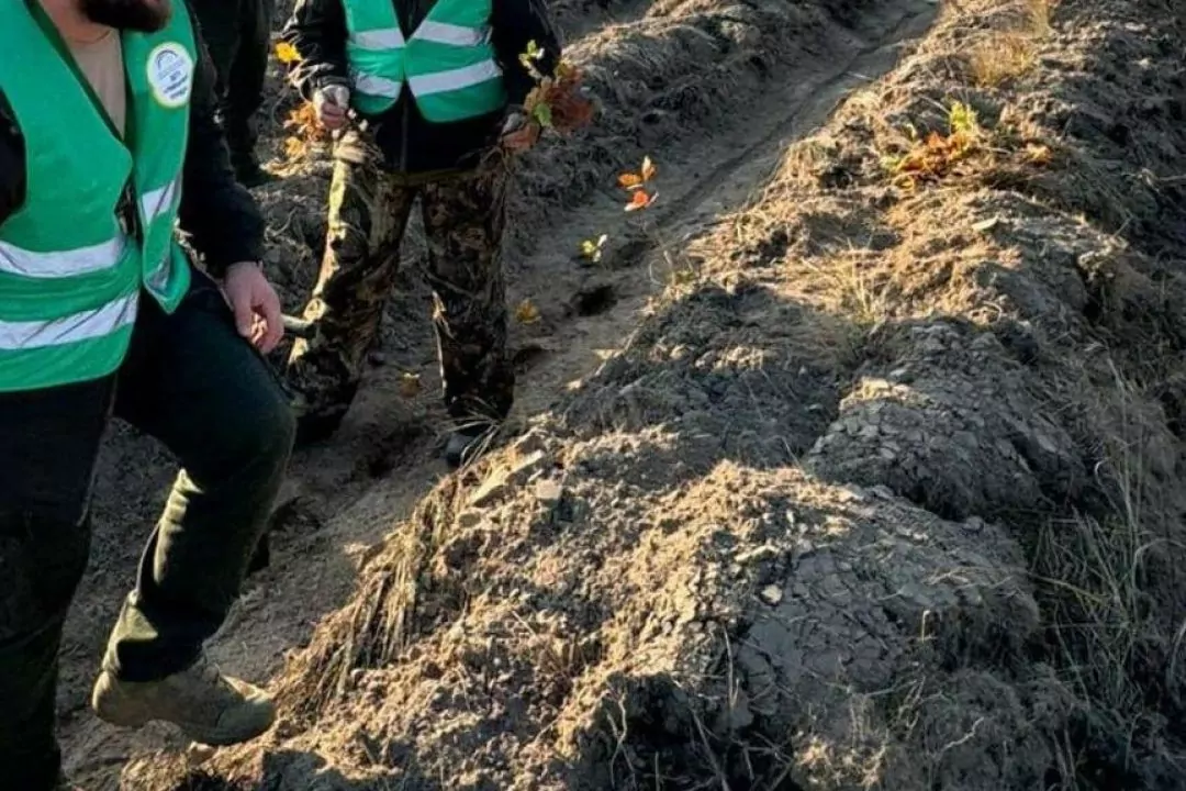 Нові ліси висаджують у Чорнобильській зоні відчуження