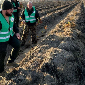 Нові ліси висаджують у Чорнобильській зоні відчуження