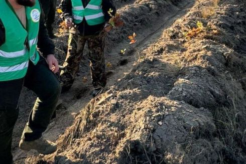 Нові ліси висаджують у Чорнобильській зоні відчуження