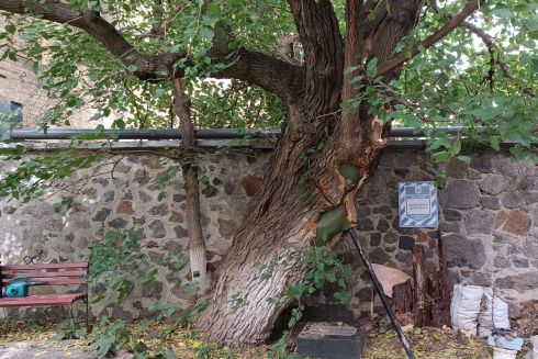 200-літню шовковицю Шевченка вилікували у Києві: це було частиною заповіту Романа Ратушного