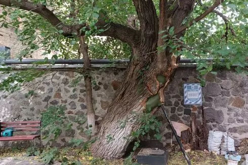 200-літню шовковицю Шевченка вилікували у Києві: це було частиною заповіту Романа Ратушного