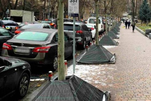 У Києві зелені насадження захищатимуть від солі та протиожеледних реагентів: як саме