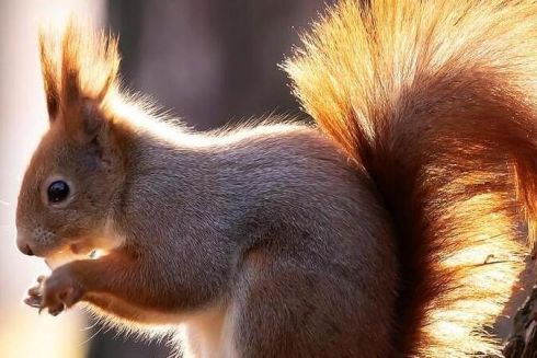 У київських парках практично зникли білки через вирубку старих дерев: у "Київзеленбуді" спростували заяву (оновлено)