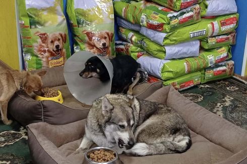 Тисячі тварин залишилися без їжі через атаку росіян по складу гуманітарного корму на Київщині