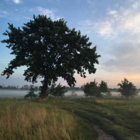 “Осокорківські луки” під загрозою знищення: забудовник хоче скасувати статус заказника через суд