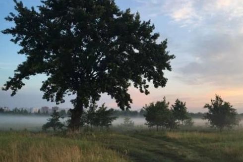 &ldquo;Осокорківські луки&rdquo; під загрозою знищення: забудовник хоче скасувати статус заказника через суд