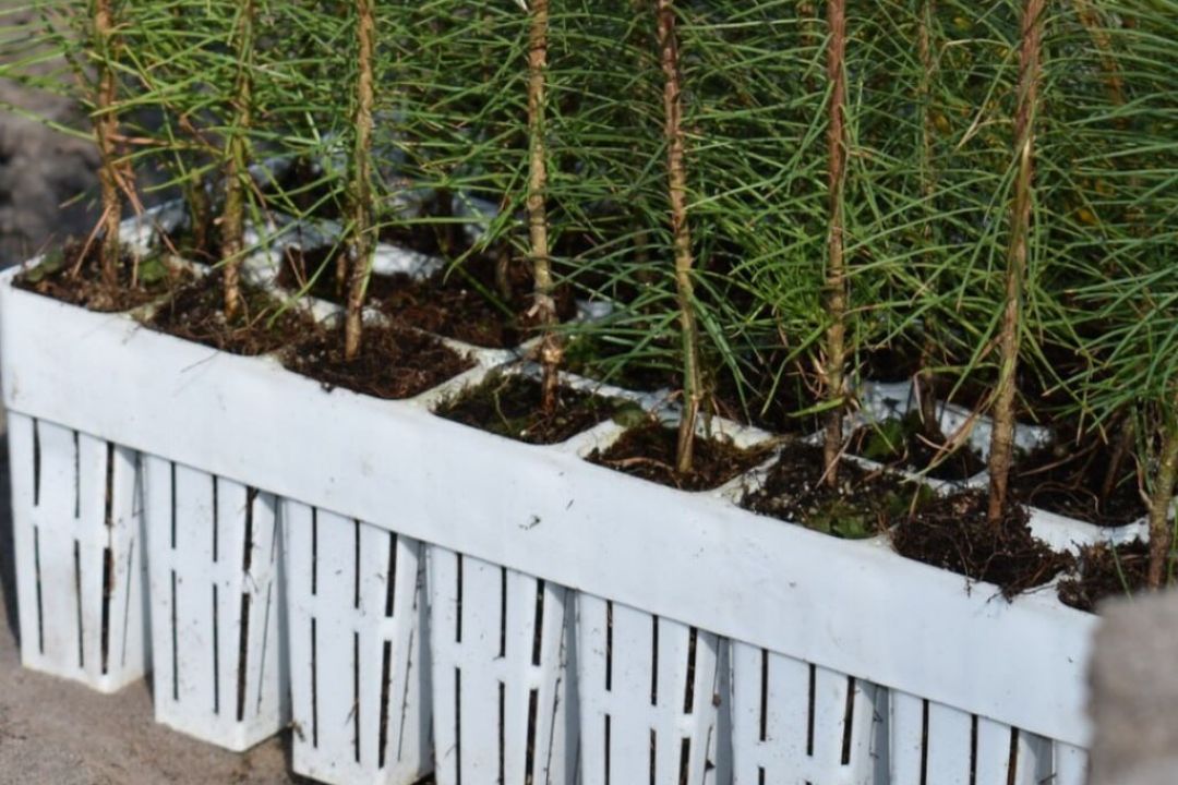 На Київщині висадили близько 6 тисяч дерев на території, яка постраждала від пожежі