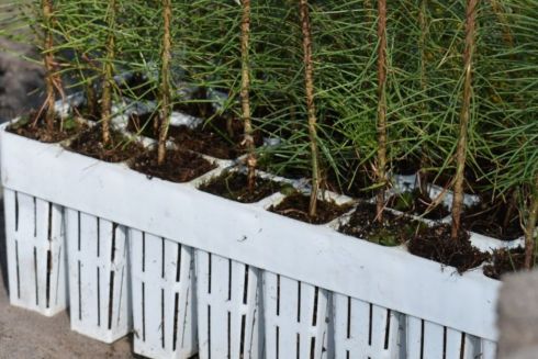 На Київщині висадили близько 6 тисяч дерев на території, яка постраждала від пожежі