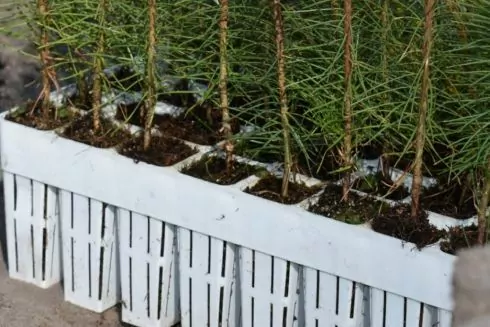 На Київщині висадили близько 6 тисяч дерев на території, яка постраждала від пожежі