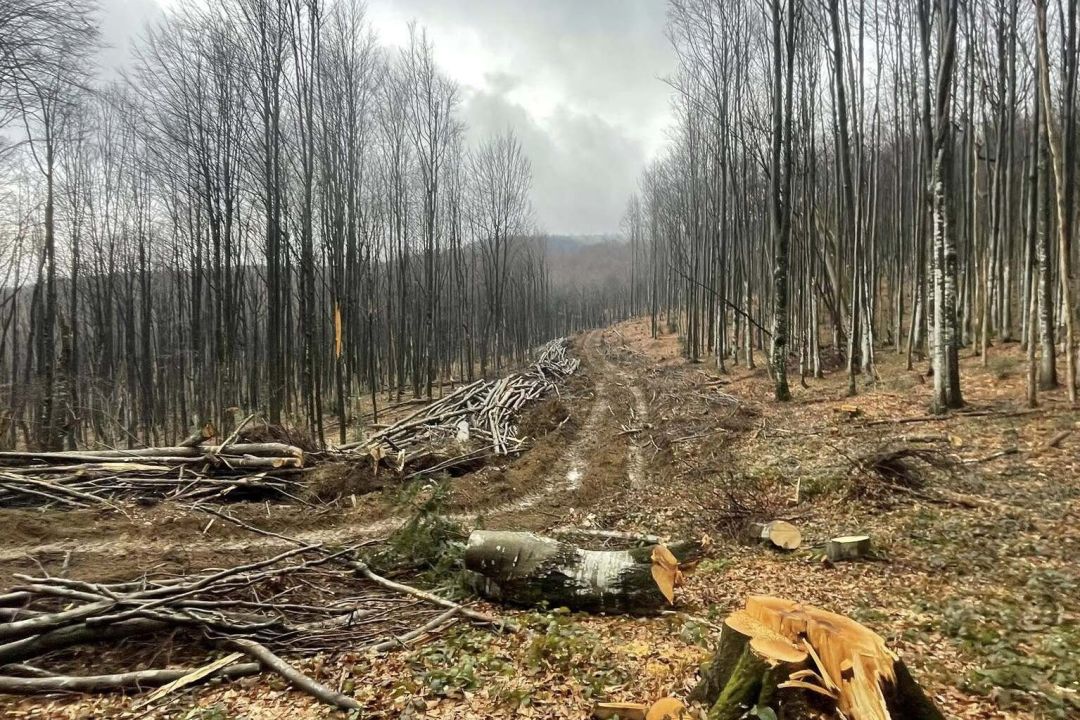 У Карпатах можуть почати вирубувати праліси для будівництва лісової автодороги