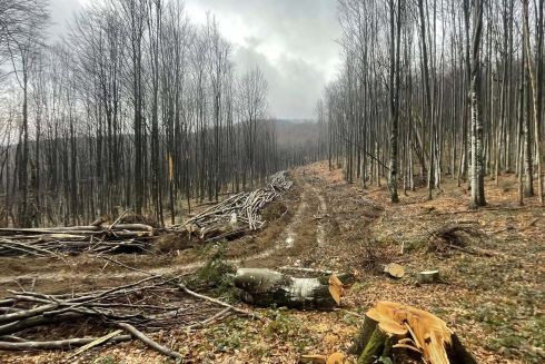 У Карпатах можуть почати вирубувати праліси для будівництва лісової автодороги