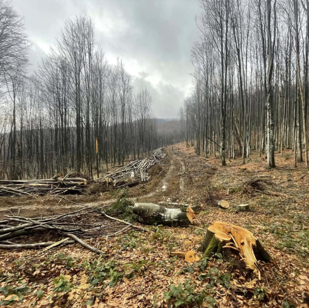 У Карпатах можуть почати вирубувати праліси для будівництва лісової автодороги